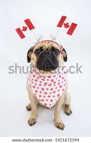 Cute Canadian pug dog wearing maple leaf bandana and headband with Canada Flags