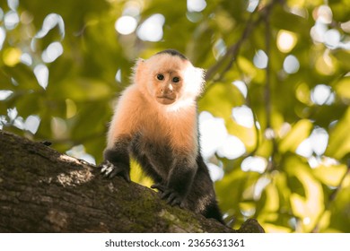 
					cute capuchin monkeys in the forest in Costa Rica looking down from their trees and eating food