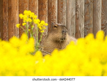 capybara eating grass