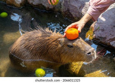 The cute capybara in the farm is taking a bath