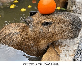 A cute capybara on a farm in Yilan, Taiwan is soaking in hot springs with an orange on its head