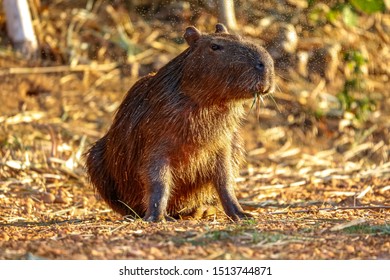 5 Capybara Rio Claro Images, Stock Photos & Vectors 