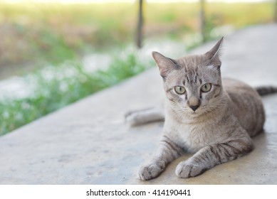 Cute cat 