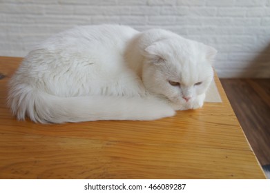 
cute cat