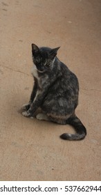 cute cat