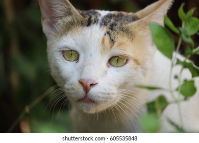 Cute Cat - Shutterstock ID 605535848