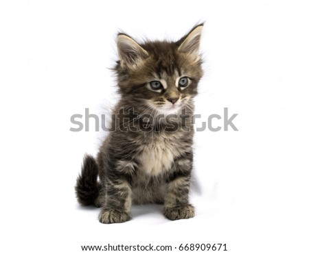 cute cat