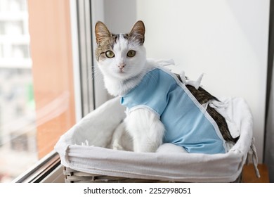 Cute cat after spaying sitting in basket at window. Post-operative Care. Pet sterilization concept. Adorable kitty portrait in special suit bandage recovering after surgery