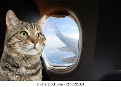 Cute cat in airplane. Traveling with pet
