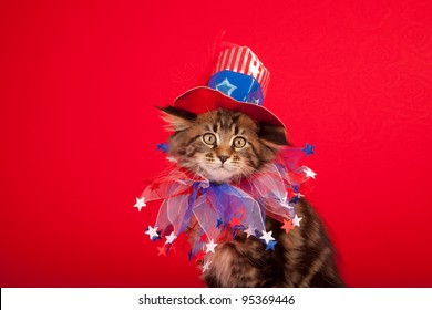 Cute cat with American flag hat on red background
