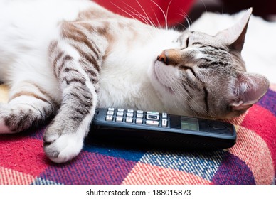 Cute Cat Answering The Phone