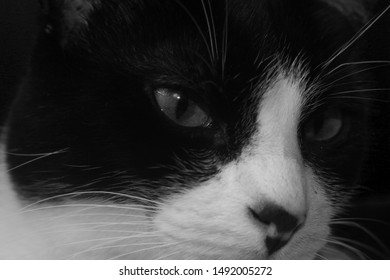 Cute Cat Background Zoom Closeup Stock Photo 1492005272 | Shutterstock