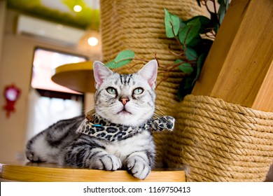 Cute Cat In Cat Cafe.