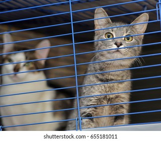 Cute Cat In The Cage