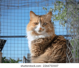 Cute cat in cation in roof garden patio looking at camera. Kitty sitting in wire mesh enclosure in front of defocused catmint plants. Female calico cat enjoying save outdoor space. Selective focus. 