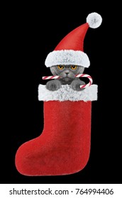 Cute Cat With Christmas Candy In Stocking. Isolated On Black Background