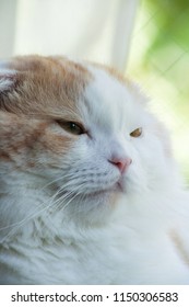 cute cat, close up