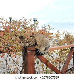 Cute Cat Disguised As Environment