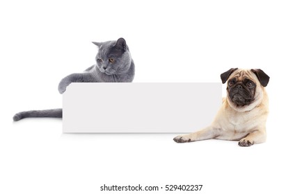 31,587 Dog blank Images, Stock Photos & Vectors | Shutterstock