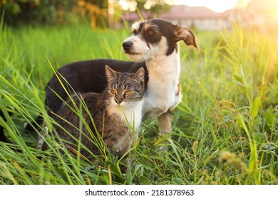 Cute Cat And Dog In Green Grass At Sunset