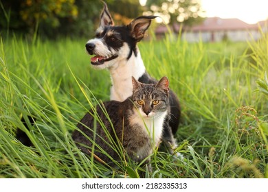 Cute Cat And Dog In Green Grass At Sunset