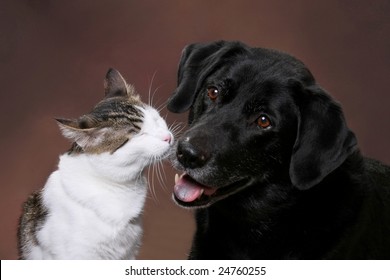 Cat Dog Love Hd Stock Images Shutterstock