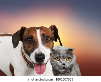 Cute Cat And Dog On Background. Fluffy Friends