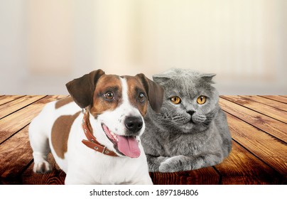 いぬねこ の画像 写真素材 ベクター画像 Shutterstock