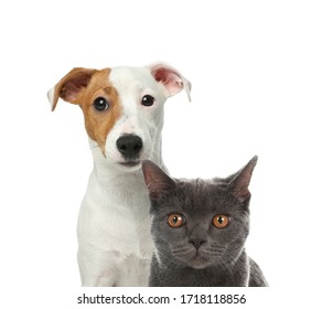 Cute Cat And Dog On White Background. Fluffy Friends