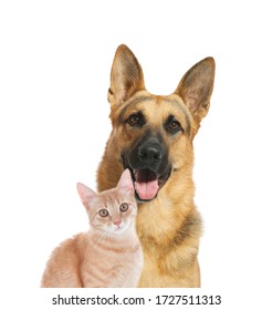 German Shepherd And Cat Images Stock Photos Vectors Shutterstock