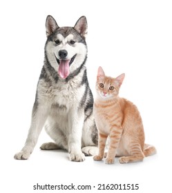 Cute cat and dog on white background. Animal friendship - Shutterstock ID 2162011515