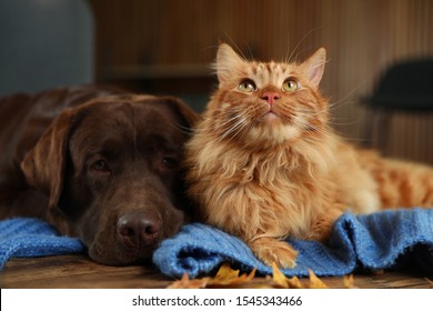 Cute Cat And Dog On Wooden Table At Home. Warm And Cozy Winter