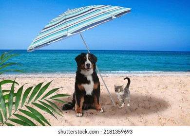 Cute Cat And Dog Under Umbrella On Sandy Beach. Summer Vacation With Pets