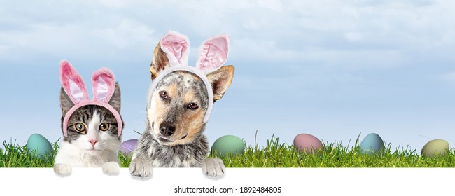 Cute cat and dog wearing Easter Bunny ears with paws over white banner with spring background and eggs in grass