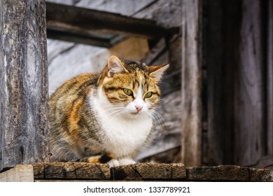 Cute cat doing observation