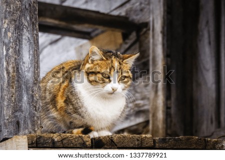 Cute cat doing observation