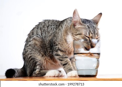 Cute Cat Drinking Water From Glass