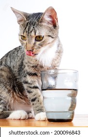 Cute Cat Drinking Water From Glass