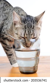 Cute Cat Drinking Water From Glass