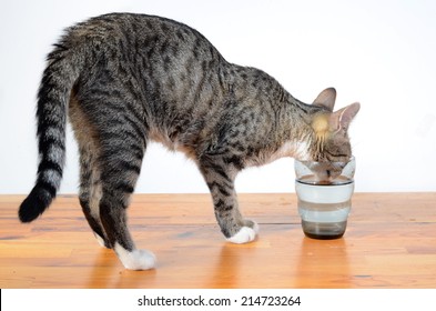 Cute Cat Drinking Water From Glass