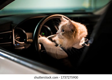 Cute Cat Is Driving A Car