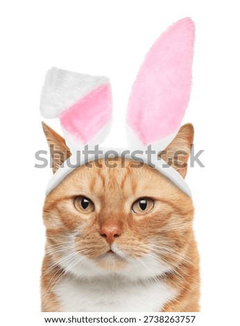 Cute cat with Easter bunny ears headband isolated on white
