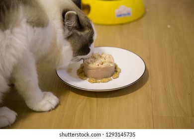 Cute Cat Eating Cat Birthday Cake Stock Photo 1293145735 | Shutterstock