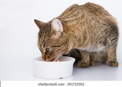 The Cute Cat Is Eating From A Bowl Isolated On White Background