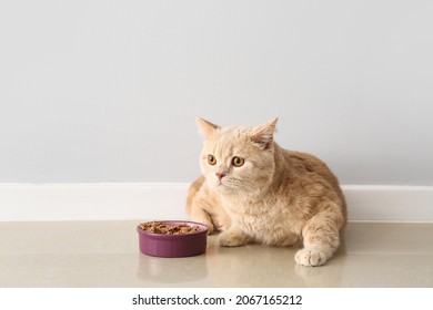 Cute Cat Eating Food From Bowl At Home