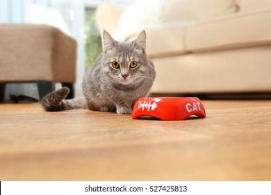 Cute Cat Eating Food At Home