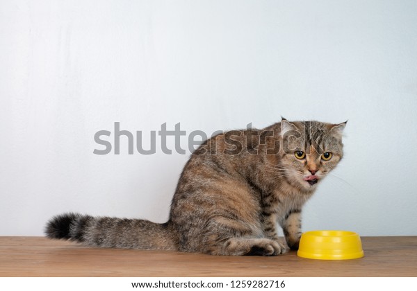 cute cat eating food yellow colour stock photo edit now