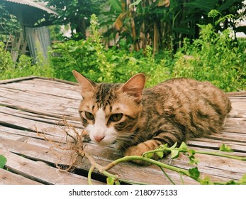 Cute Cat Eating Plant Roots