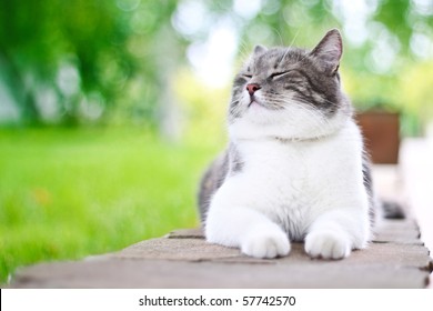 Cute Cat Enjoying Himself Outdoors.