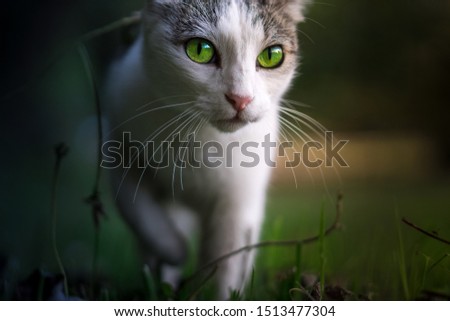 Similar – Foto Bild Wiesenkatze. katzengesucht im hohen Gras